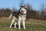 ALASKAN MALAMUTE 823